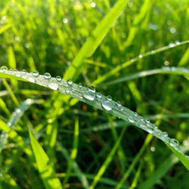 grass with dew drops clipart