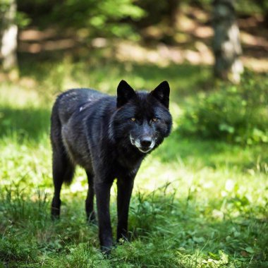 black wolf in the forest clipart