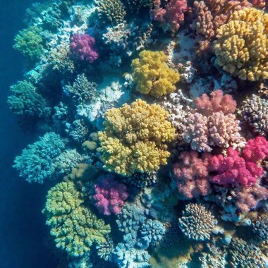 Coral Reefs Surrounding Island (Photo): A macro shot from a bird's-eye view, deeply focused on the colorful coral reefs just beneath the water's surface, surrounding the island and revealing their detailed patterns clipart