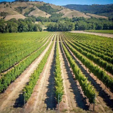 aerial view of vineyard clipart