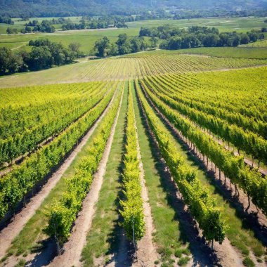 aerial view of vineyard in the mountains clipart