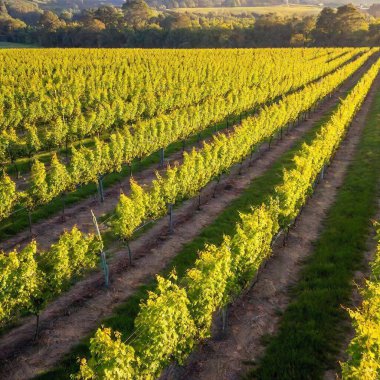 A medium shot of a vineyard bathed in the warm hues of sunset, captured from above. The focus highlights the rows of grapevines and the golden light filtering through the leaves, creating a serene and picturesque view of the landscape. clipart