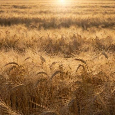 wheat ears in the field clipart