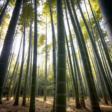 Sabahları bambu ormanı, Kyoto, Japonya.