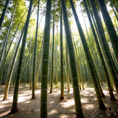 Bambu ağaçlı bambu koruluğu