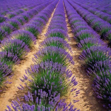 field and flowers in provence