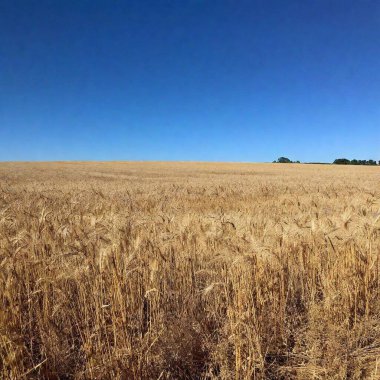 A wide shot of a clear, bright midday sky over a rural landscape, captured at eye level. The scene features a deep blue sky with a few scattered clouds, and the foreground includes a field of golden wheat or tall grass swaying gently in the breeze. clipart