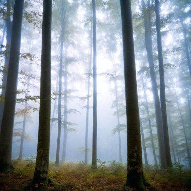 foggy foggy forest in the mountains. autumn morning. clipart