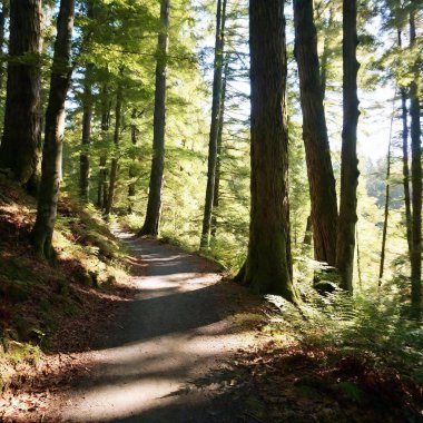 a vertical shot of a pathway in the middle of the green trees in the forest clipart