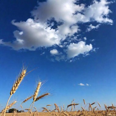 A wide shot of a clear, bright midday sky over a rural landscape, captured at eye level. The scene features a deep blue sky with a few scattered clouds, and the foreground includes a field of golden wheat or tall grass swaying gently in the breeze. clipart