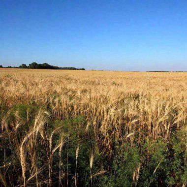 A wide shot of a clear, bright midday sky over a rural landscape, captured at eye level. The scene features a deep blue sky with a few scattered clouds, and the foreground includes a field of golden wheat or tall grass swaying gently in the breeze. clipart