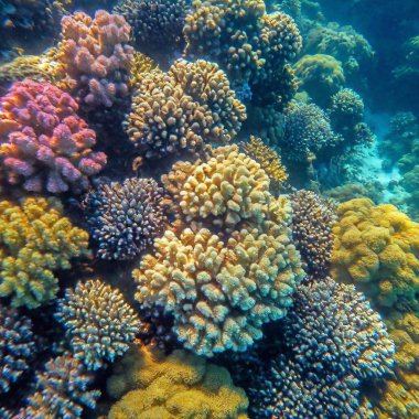 an aerial view of a vibrant coral reef in the ocean. Show the diverse marine life swimming among colorful corals and seaweed, with clear, shallow waters revealing the intricate patterns below clipart