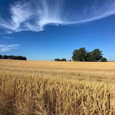 A wide shot of a clear, bright midday sky over a rural landscape, captured at eye level. The scene features a deep blue sky with a few scattered clouds, and the foreground includes a field of golden wheat or tall grass swaying gently in the breeze. clipart