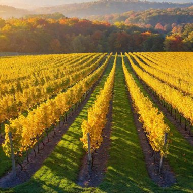 a picturesque scene of a charming vineyard in autumn. Capture rows of grapevines with colorful fall foliage, rolling hills in the background, and a golden sunset casting a warm glow over the landscape. clipart