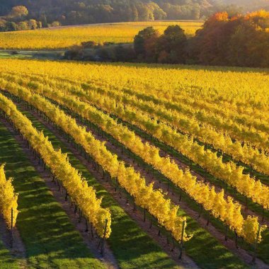 a picturesque scene of a charming vineyard in autumn. Capture rows of grapevines with colorful fall foliage, rolling hills in the background, and a golden sunset casting a warm glow over the landscape. clipart