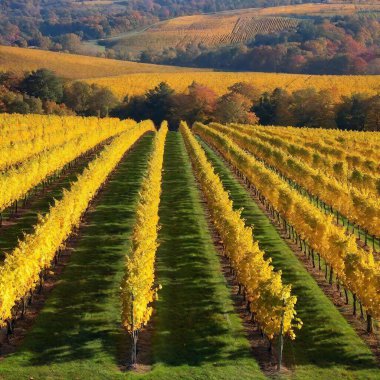 a picturesque scene of a charming vineyard in autumn. Capture rows of grapevines with colorful fall foliage, rolling hills in the background, and a golden sunset casting a warm glow over the landscape. clipart