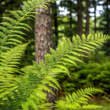 green leaves in the forest clipart