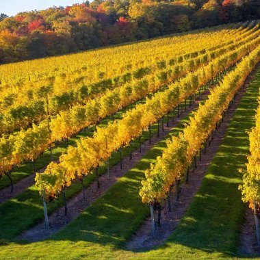 a picturesque scene of a charming vineyard in autumn. Capture rows of grapevines with colorful fall foliage, rolling hills in the background, and a golden sunset casting a warm glow over the landscape. clipart