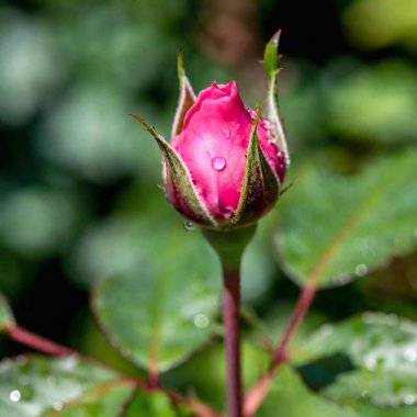 Close-up shot of a dew-covered pink rosebud, with the droplets in sharp focus and the surrounding leaves softly fading, emphasizing the freshness and delicate nature of the rose clipart