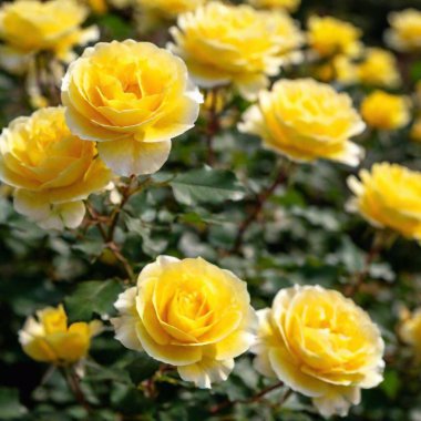 Close-up shot of a cluster of yellow roses in a garden, with one rose in sharp focus and the rest softly fading into the background, showcasing the vibrant and cheerful nature of the flowers clipart