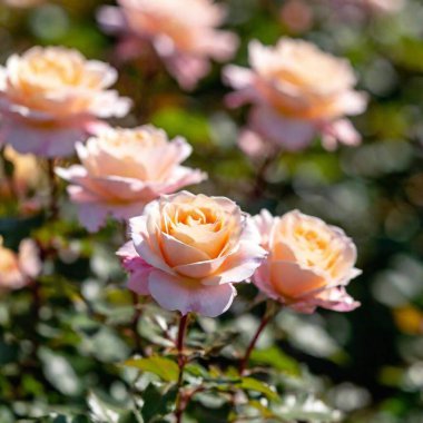 roses with soft light filtering through its petals, with the light and texture of the petals in sharp focus and the background softly blurred, highlighting the ethereal beauty of the rose clipart