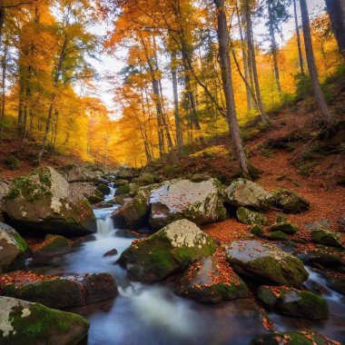 an enchanting autumn forest landscape with vibrant foliage in red, orange, and yellow. Show a winding path covered in fallen leaves, with a serene stream flowing through the woods and a soft, golden light filtering through the trees clipart