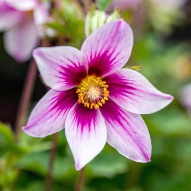 a macro image of a springtime flower with an emphasis on the delicate veins of its petals and the soft, fuzzy texture of its stamen. Choose a flower such as a primrose or a columbine for this close-up shot clipart