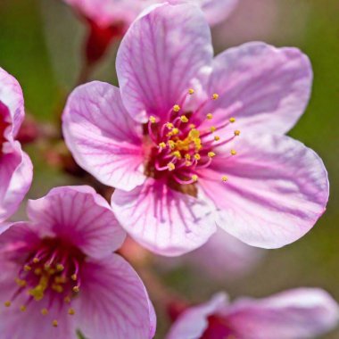 an extreme macro image of a blooming cherry blossom, emphasizing the delicate stamens, pistils, and the subtle gradients of pink in the petal, capturing the finest details and textures clipart