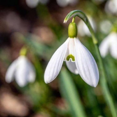 an extreme macro shot of a delicate spring snowdrop, focusing on the minute details of the flower's translucent petals, the tiny green markings, and the subtle textures of its surface clipart