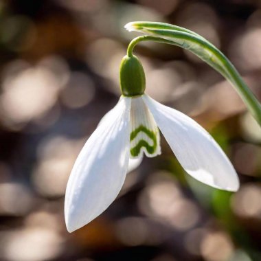 an extreme macro shot of a delicate spring snowdrop, focusing on the minute details of the flower's translucent petals, the tiny green markings, and the subtle textures of its surface clipart