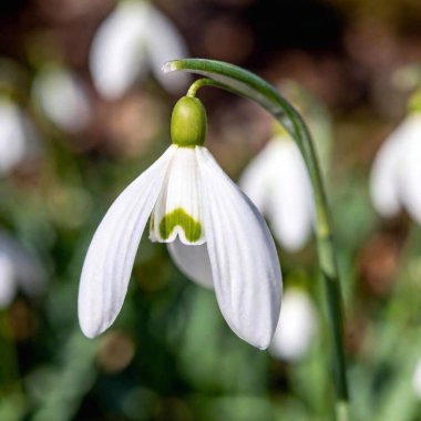 an extreme macro shot of a delicate spring snowdrop, focusing on the minute details of the flower's translucent petals, the tiny green markings, and the subtle textures of its surface clipart