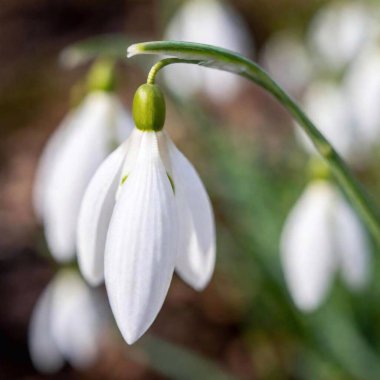 an extreme macro shot of a delicate spring snowdrop, focusing on the minute details of the flower's translucent petals, the tiny green markings, and the subtle textures of its surface clipart