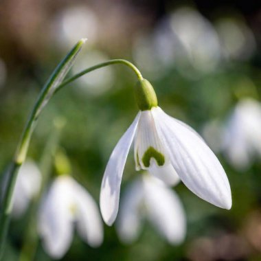 an extreme macro shot of a delicate spring snowdrop, focusing on the minute details of the flower's translucent petals, the tiny green markings, and the subtle textures of its surface clipart