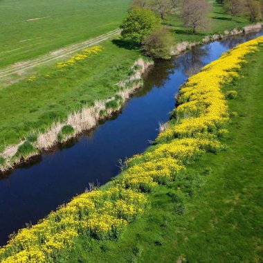 a birds-eye-view shot of a dandelion patch along a winding river or stream. Highlight the contrast between the dandelion field and the reflective water, with the dandelions creating a textured border around the water's edge. clipart