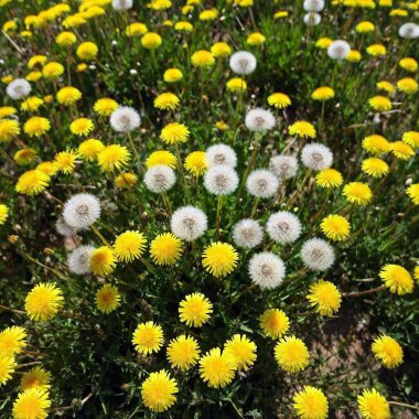 a birds-eye-view shot of a dandelion field transitioning from the yellow blooming stage to the fluffy seed stage. Capture the transition across the field with patches of yellow and white creating a dynamic, layered effect clipart