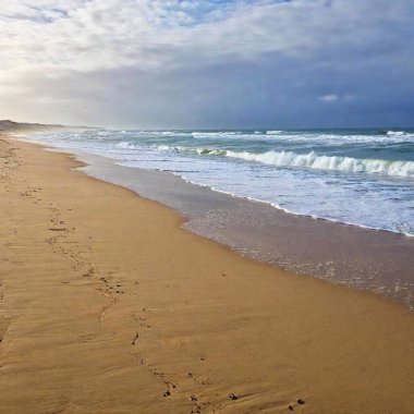 A full shot of a sandy beach with seagulls at eye level, with gentle waves lapping at the shore and a clear horizon. clipart