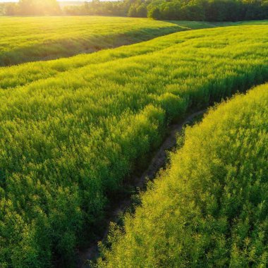 A full shot birds-eye-view photo of a sunlit meadow scenery, with soft focus on the gentle waves of the grass and the interplay of light and shadow. clipart