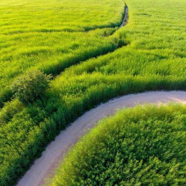 A full shot birds-eye-view photo of a tranquil meadow scenery, featuring a winding path through the tall grass, with soft focus emphasizing the serene landscape. clipart