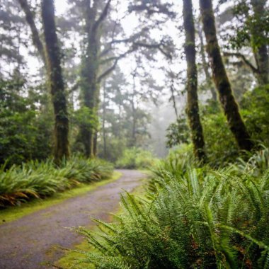 A full shot eye-level photo of rain forest scenery featuring a winding path through the dense vegetation, with soft focus on the diverse plant life and misty atmosphere. clipart