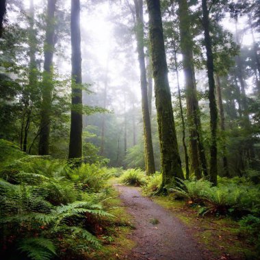 A full shot eye-level photo of rain forest scenery, showcasing a mist-covered landscape with towering trees and lush undergrowth, with soft focus creating a dreamy, immersive atmosphere. clipart