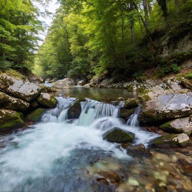 A full shot of a quiet river  with fish flowing through a forest at eye level, with trees lining the banks and reflections in the water. clipart