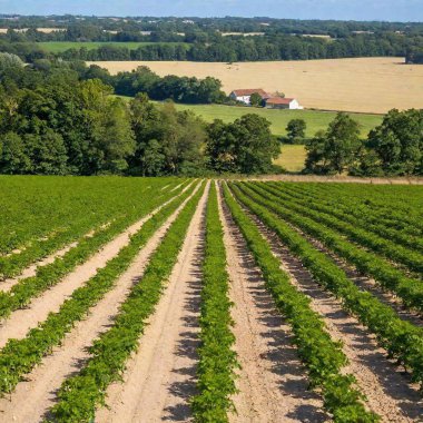 A full shot of a countryside field at eye level, with rows of crops and a farmhouse in the background. clipart