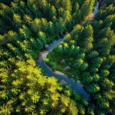 A full shot aerial photo of a coniferous forest with a winding river or stream cutting through, soft focus on the contrast between the vibrant green of the forest and the clear, winding water. clipart