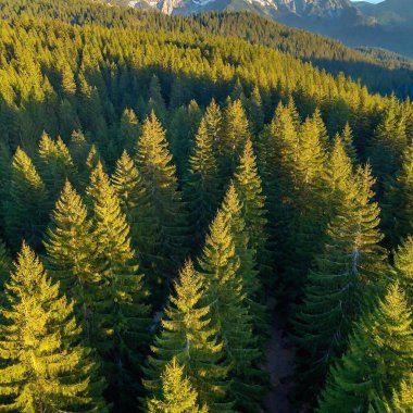 A full shot aerial photo of a coniferous forest with a distant mountain backdrop, soft focus on the expansive forest below and the rugged mountain peaks in the distance. clipart