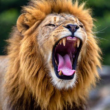 A close-up photo portrait of a lion roaring, deep focus on the details of its open mouth, teeth, and tongue, eye-level shot showing the dynamic expression of its strength and power clipart