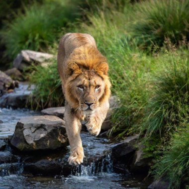 A macro photo of a lion leaping over a small stream, deep focus on the motion and musculature, high-angle shot capturing its full body mid-air, highlighting the dynamic action and strength of the lion clipart