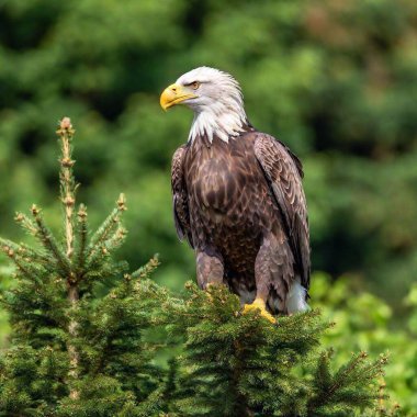 A majestic eagle perched on a tall pine tree in a dense forest clipart