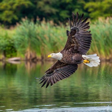 An eagle diving towards a river to catch a fish clipart