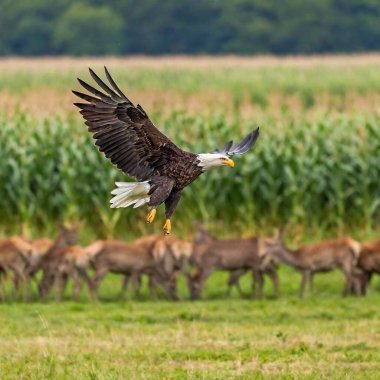 An eagle circling above a herd of deer in a meadow clipart