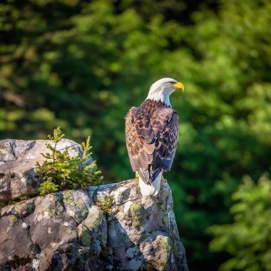 An eagle perched on a rocky outcrop at the edge of a forest clipart